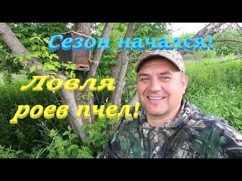 Видео: ✅ Как ПОЙМАТЬ РОЙ пчел! Ловушки и небольшие секреты установки роелорвок! #ПЧЕЛОВОДСТВО3