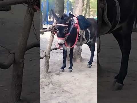 Видео: Роджер. Последние деньки