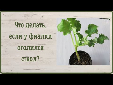 Видео: Что делать, если у фиалки оголился ствол?