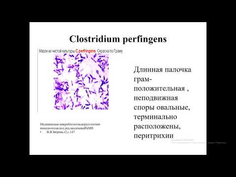 Видео: Мкробиология КЛОСТРИДИИ,БАЦИЛЛЫ