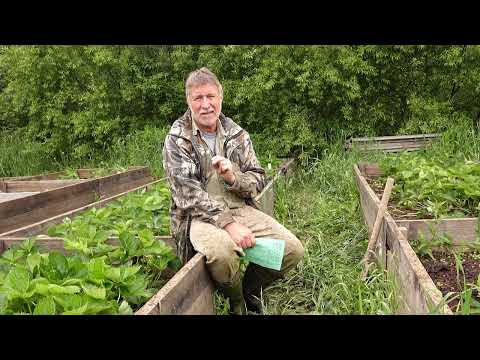 Видео: №456 - Ответы на вопросы: томаты, огурцы, лопата, садовая земляника.Посадка рассады астр.