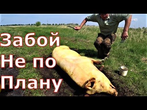 Видео: Забой свиньи / Перегон поросят / Недостроенный сарай