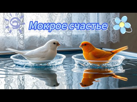 Видео: Купание в радости: ASMR с канарейками