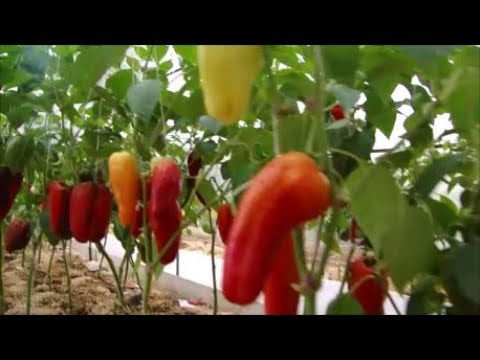 Видео: Самые урожайные и крупноплодные сладкие перцы 10 августа 2019 года!