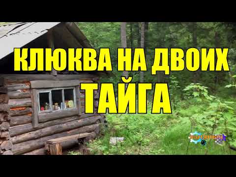 Видео: ГОРЕ СБОРЩИКИ | КЛЮКВА НА БОЛОТЕ | ТАЙГA