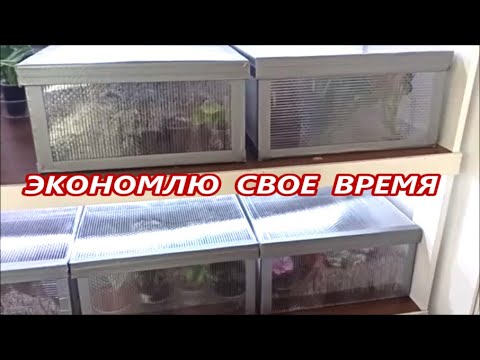 Видео: ЭКОНОМЛЮ ВРЕМЯ на ПОЛИВАХ 🌺 цветов ЗИМОЙ
