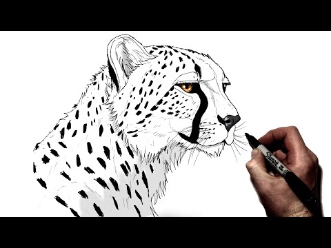 Видео: Как нарисовать гепарда (сбоку) | Пошаговое руководство