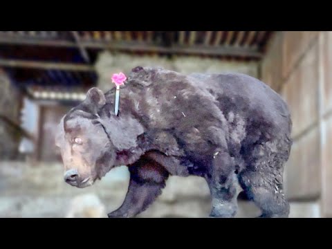 Видео: Мы приехали в ЗАБРОШЕННЫЙ ЗООПАРК забирать огромных медведей! Раньше это было красивое место!