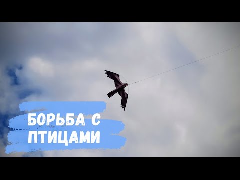 Видео: Как защитить урожай от птиц