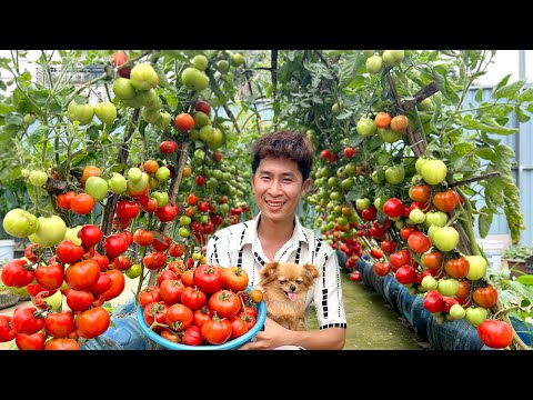 Видео: Старые бутылки из-под воды? Не выбрасывайте их! Выращивайте помидоры таким образом!