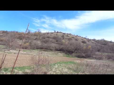 Видео: Кизил сушеный лечит ВСЕ и всех. Срок обрезки разных культур в саду