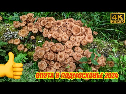 Видео: Вернулся из отпуска, а в моих лесах пошли Опята! Сбор Осенних Опят в Подмосковье 2024