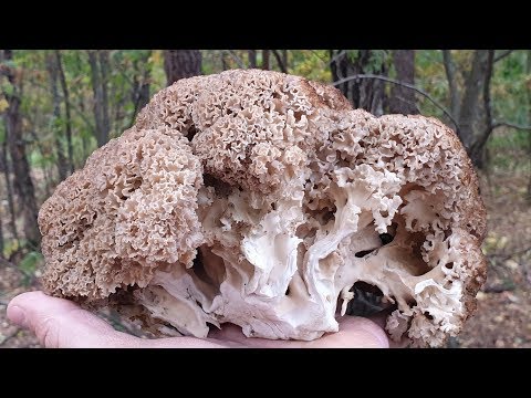 Видео: ГРИБ БАРАН ! ГРИБНАЯ КАПУСТА ! СПАРАССИС КУРЧАВЫЙ  наблюдаем за ростом и готовим ! Грибы 2019 !