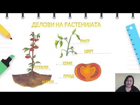 Видео: I одделение - Природни науки - Делови на растенијата
