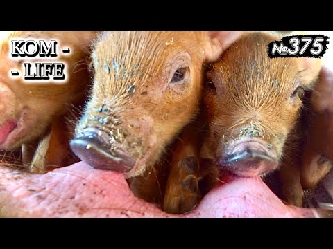 Видео: Поросята от «Пихалыча»