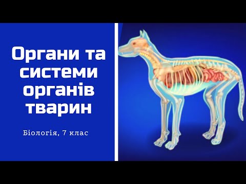 Видео: Органи та системи органів тварин. 7 клас