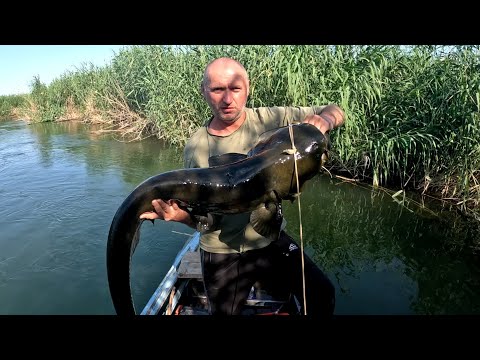 Видео: Рыбалка Дельта реки ИЛИ. Тысячи озёр, проток, рукавов. Камышовые джунгли. Подводная охота.