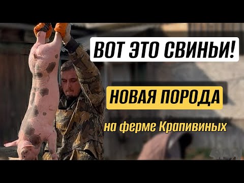 Видео: Завезли новую породу свиней. Прогорели с бройлерами. Будни на ферме