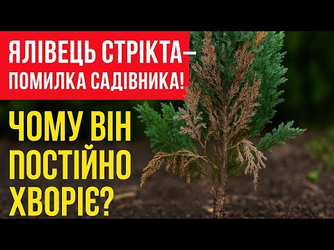 Видео: Ялівець Стрікта — помилка садівника! Чому він постійно хворіє?