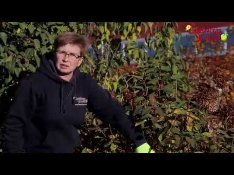 Видео: Гортензия метельчатая и древовидная. Осенняя и весенняя обрезка гортензии, формирование.