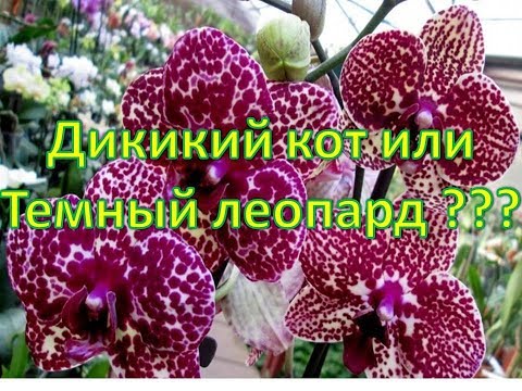 Видео: Дикий кот или Темный леопард 🌸Сравним🌸