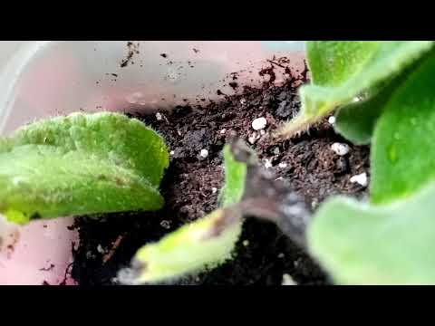 Видео: Колерия. Красивейший цветок. Размножаю