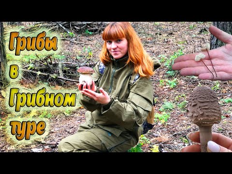 Видео: РАЗНООБРАЗНЫЕ ОСЕННИЕ ГРИБЫ в Грибном туре. Осень 2021