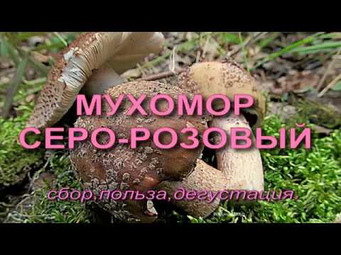 Видео: Мухомор серо - розовый! Сбор и приготовление.