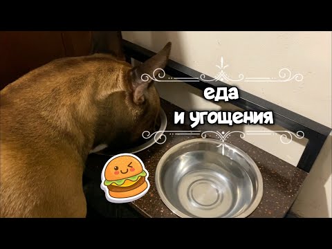 Видео: Рацион французского бульдога. Культура питания, лакомства