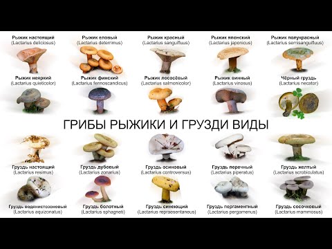 Видео: ГРИБЫ РЫЖИКИ И ГРУЗДИ ВИДЫ