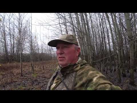 Видео: Три дуплета в молоко. Охота на зайца 2025 10 28