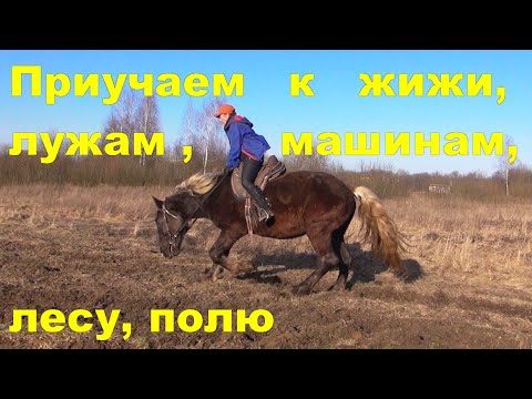 Видео: Молодая лошадь. Знакомится со сложным грунтом, лес, поле, лужи.