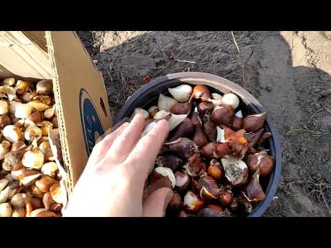 Видео: ПОСАДКА ДЕТКИ ТЮЛЬПАНОВ В ГРУНТ