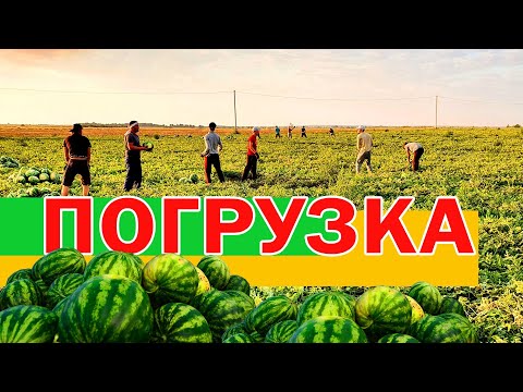 Видео: Погрузка 🍉 07 08 21