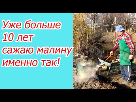 Видео: Малину весной мы сажаем только так, и Вам советуем!