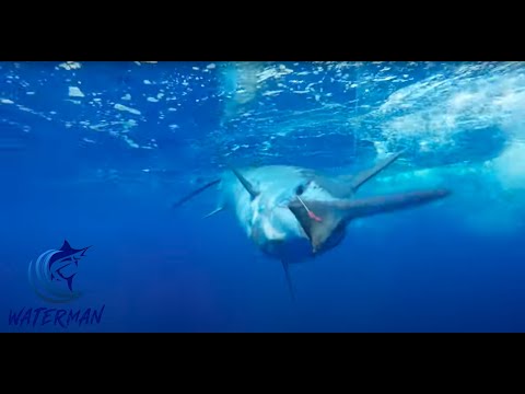 Видео: Зимняя рыбалка на голубого марлина в Коне | Waterman S01E13 | Видения Грандерса