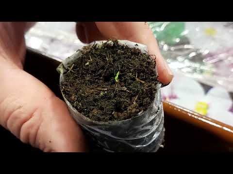 Видео: ЭУСТОМА ПЕРВЫЕ ВСХОДЫ.