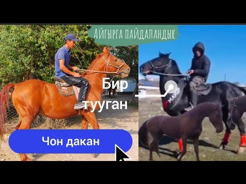 Видео: Чон дакан