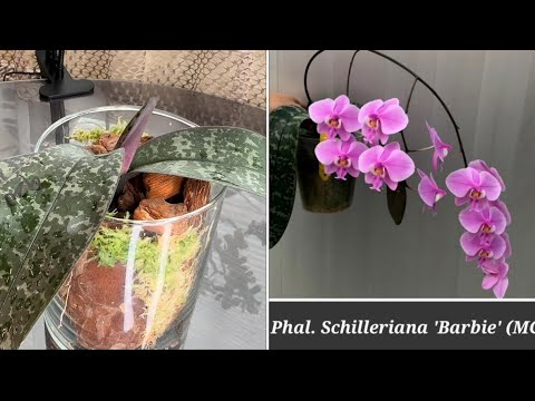 Видео: Пересадка Орхидеи в стеклянную вазу !  Шилериана Барби