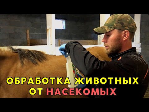 Видео: ПОЧЕМУ НАШИХ ЖИВОТНЫХ БОЛЬШЕ НЕ КУСАЮТ НАСЕКОМЫЕ
