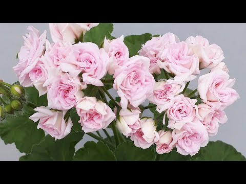 Видео: В каком грунте растут мои Пеларгонии, чем подкармливаю, как выглядят, стоит ли выращивать на улице