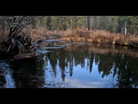 Видео: Хариус в октябре.#2