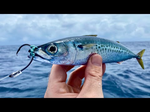 Видео: Закиньте живую наживку на дно и ЛОВИТЕ РЫБУ!