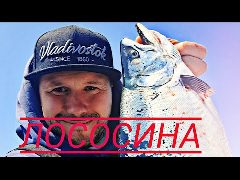 Видео: Ловля Лосося! Владивосток