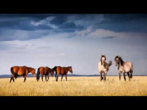 Видео: Балықшы руы Әлмәмбет бабамыздың ұрпақтары