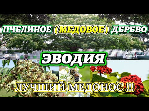 Видео: ЭВОДИЯ -  ПЧЕЛИНОЕ (МЕДОВОЕ) ДЕРЕВО. Euodia. Evodia. Bienenbaum. Bee bee tree. Tetradium.