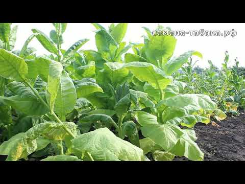 Видео: Обзор плантации табака перед первой уборкой табачного листа. 22 Июля 2020г.