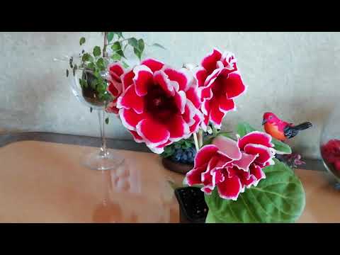 Видео: Что выросло из семян глоксиний???!!!