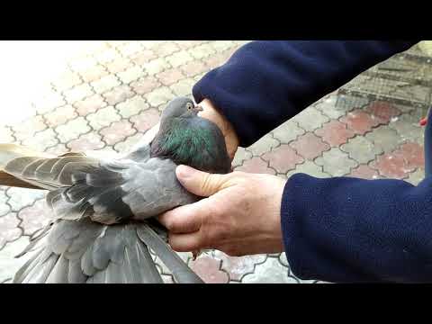 Видео: козюлистые кофейные черномурые всего понемногу