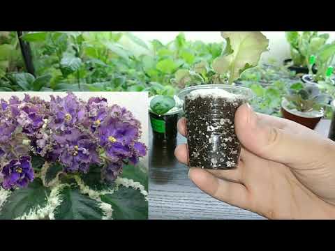 Видео: Распаковка посылки с фиалками #2.